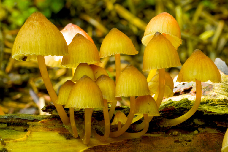 helmovka medonohá (Mycena renati)