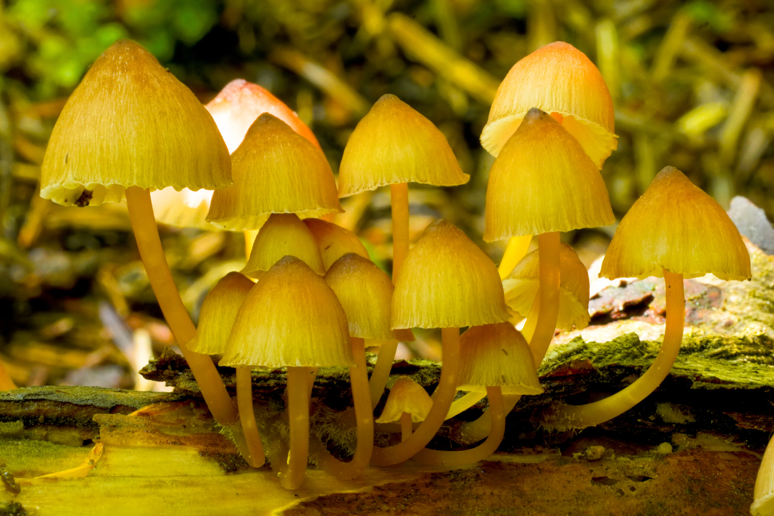 helmovka medonohá (Mycena renati)