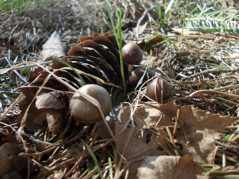helmovka šiškomilná (Mycena strobilicola)