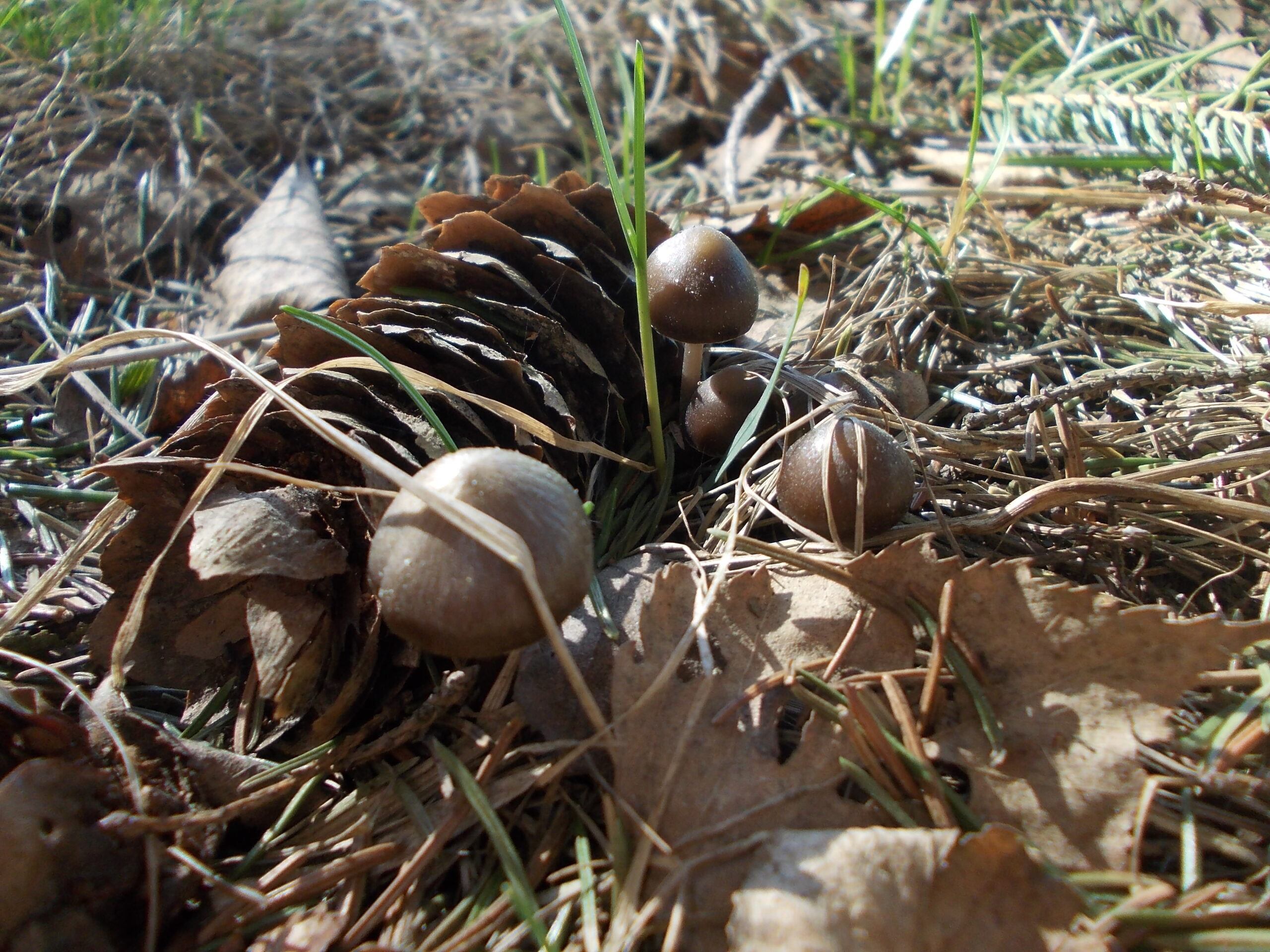 helmovka šiškomilná (Mycena strobilicola)