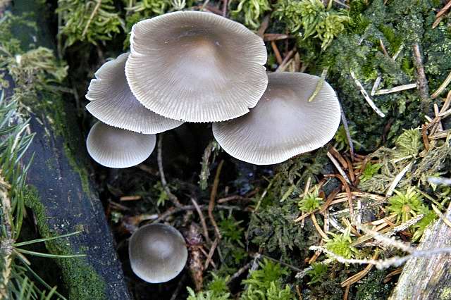 helmovka skvrnitá (Mycena maculata)