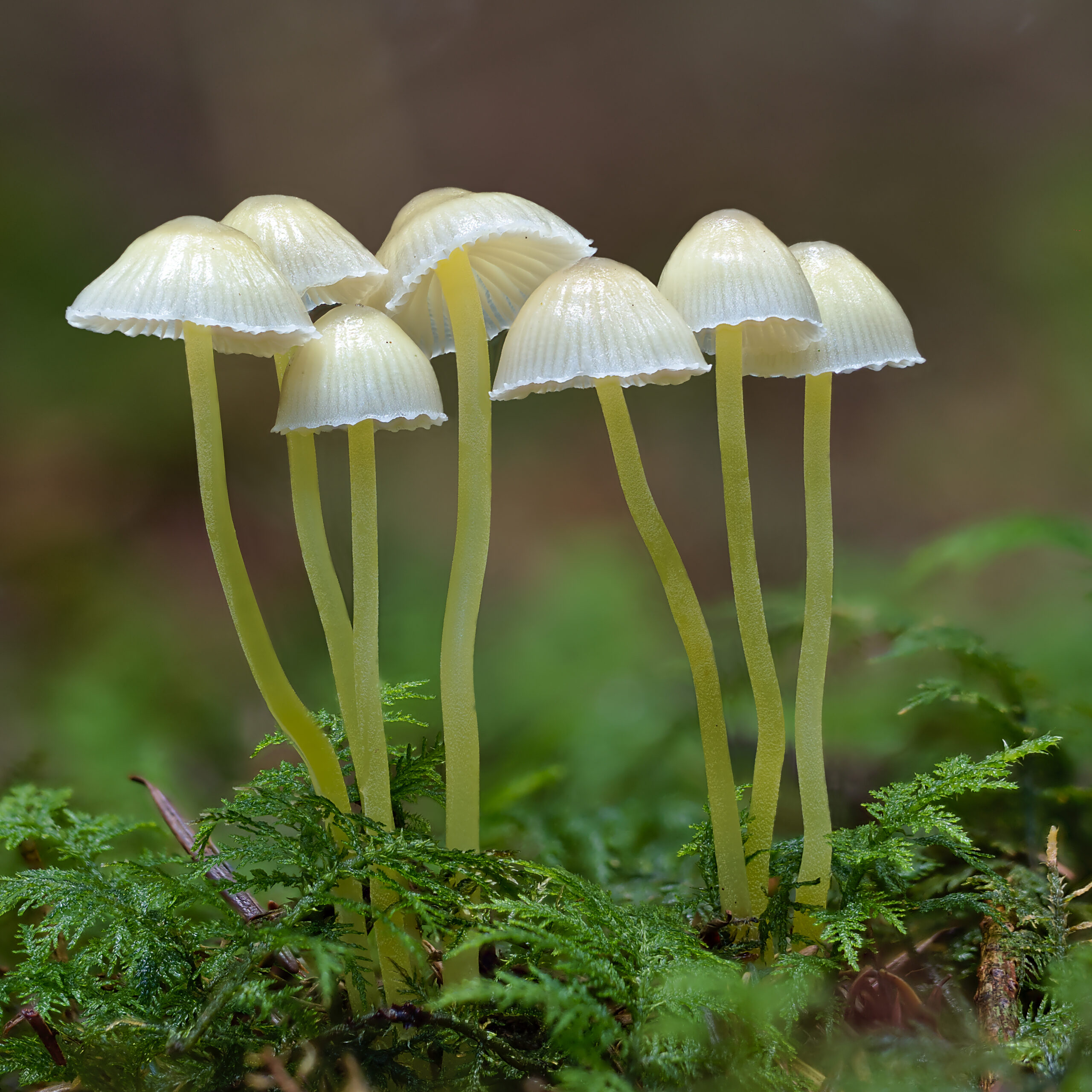 helmovka slizká (Mycena epipterygia)