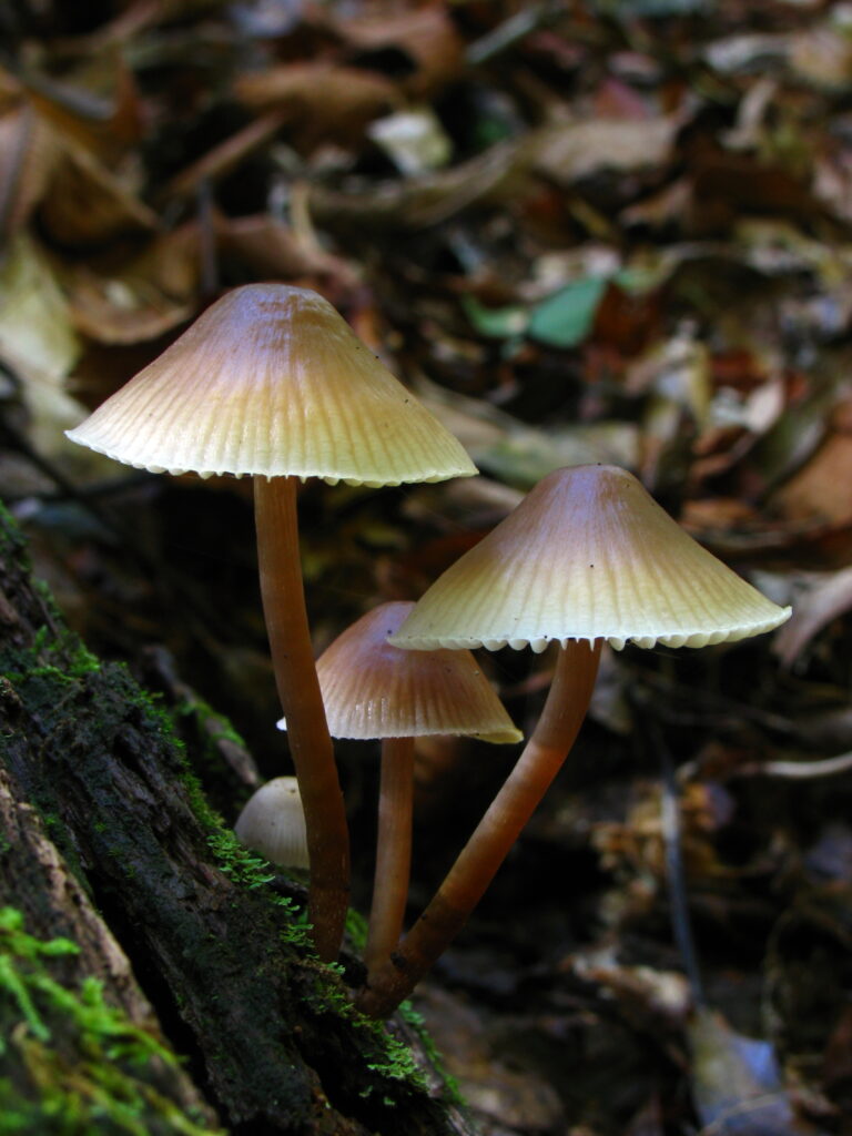 helmovka tuhonohá (Mycena galericulata)