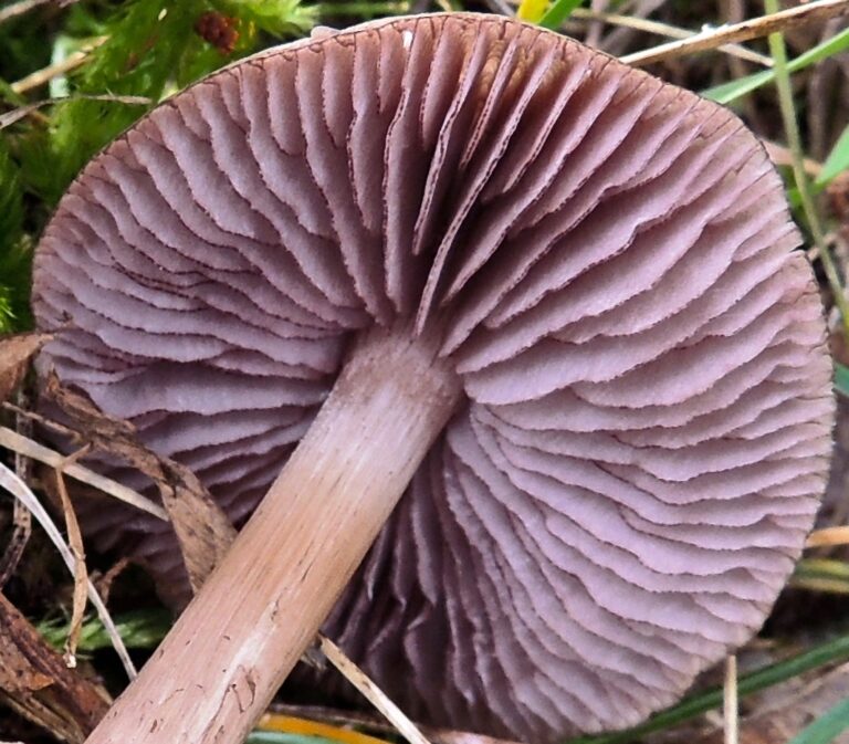 helmovka zoubkatá (Mycena pelianthina)