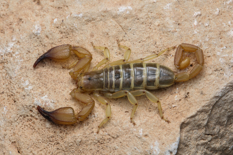 Hemiscorpius lepturus