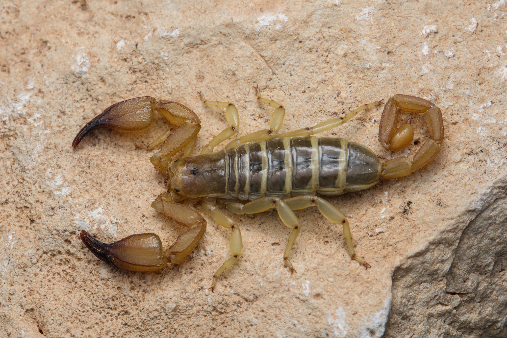 Hemiscorpius lepturus