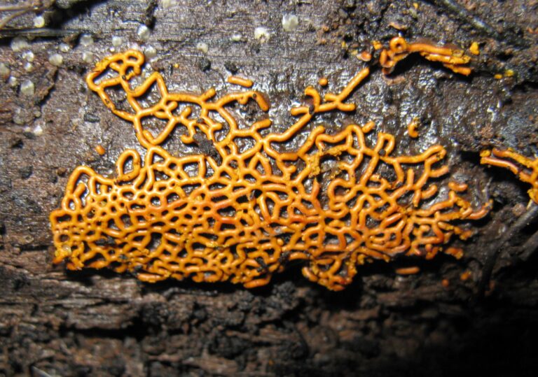 Hemitrichia serpula