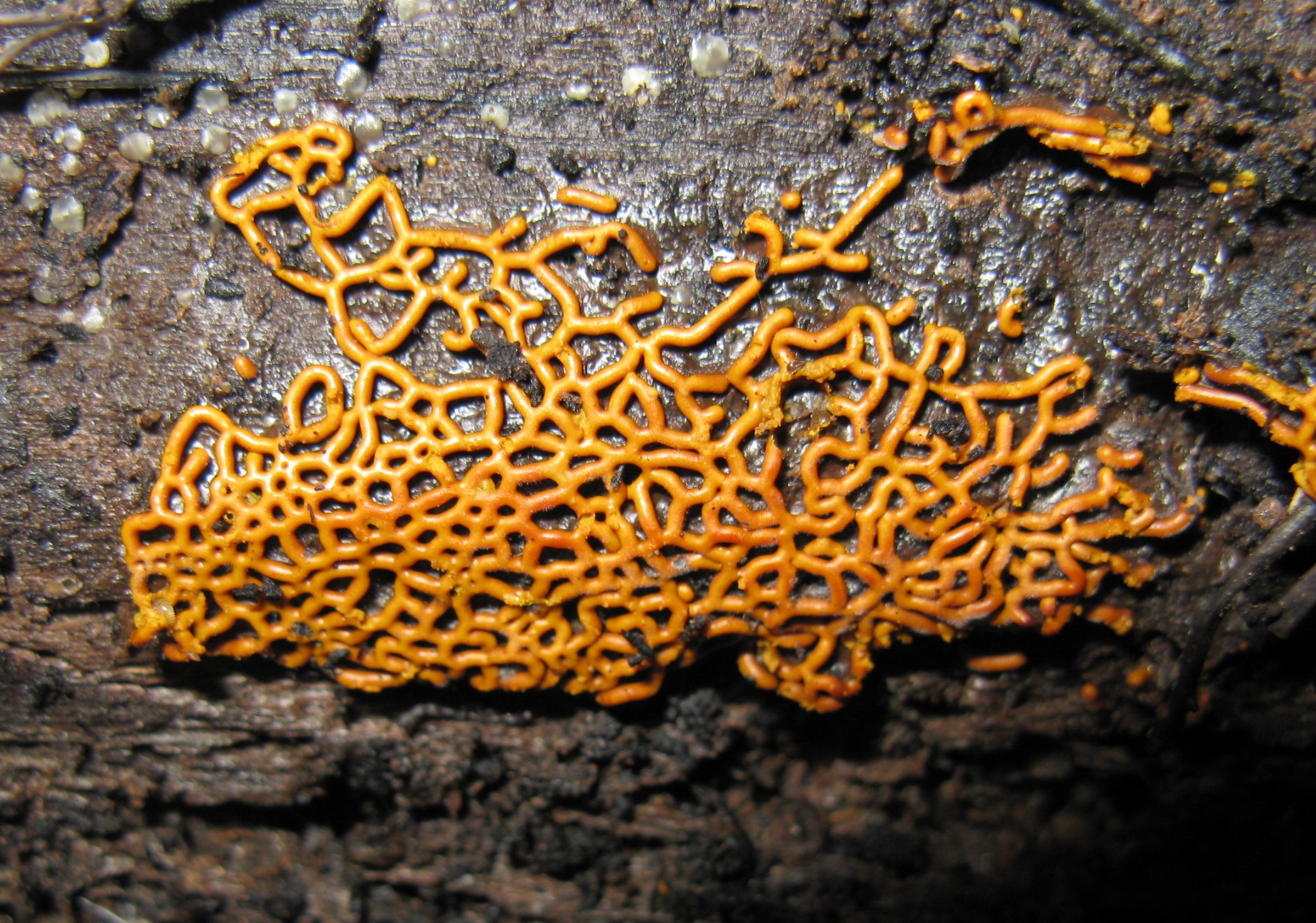 Hemitrichia serpula