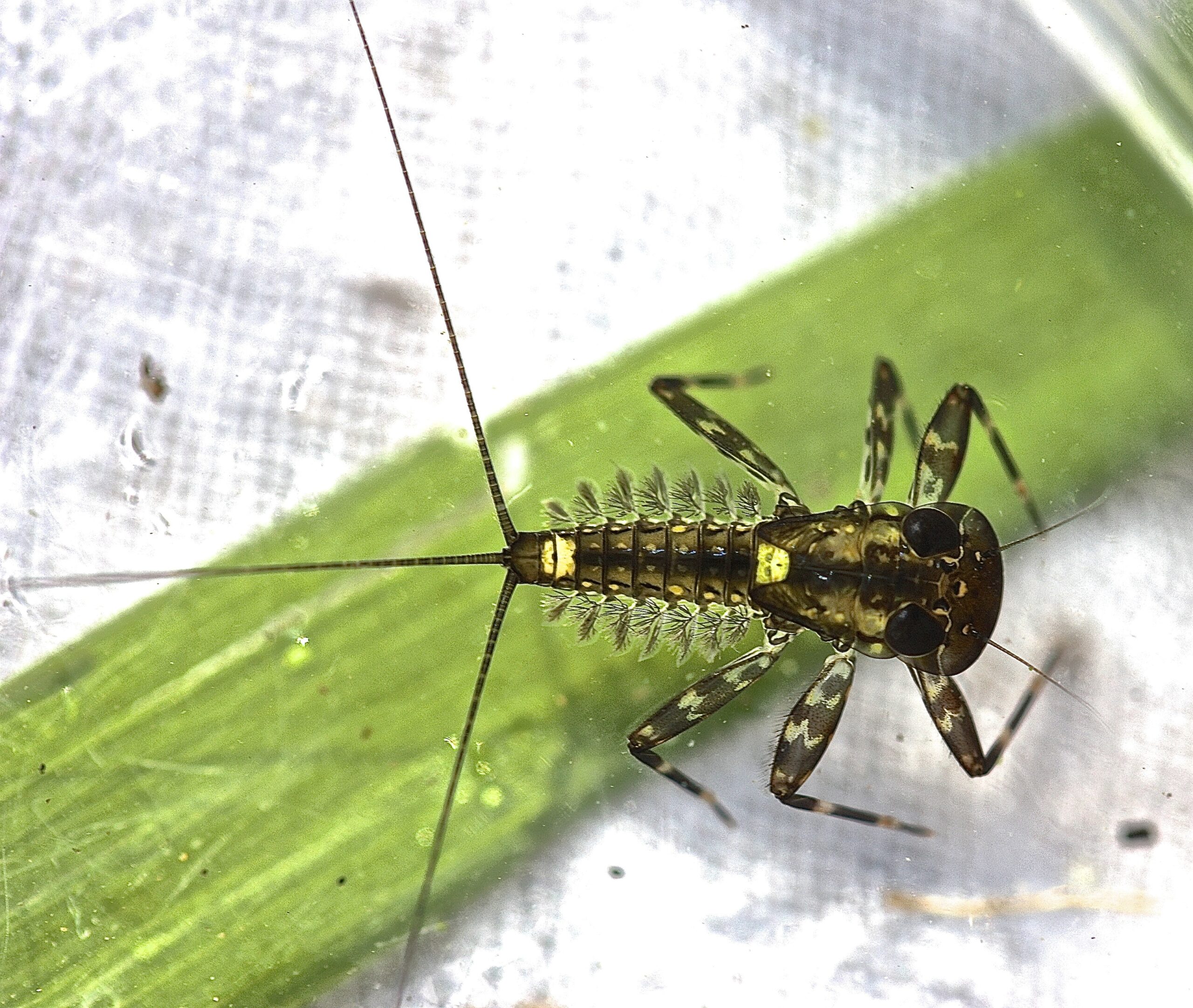 Heptagenia marginalis
