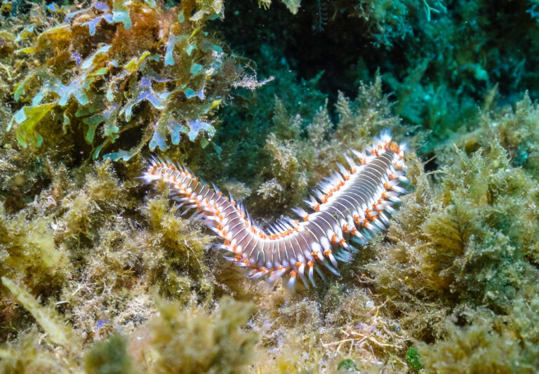 hermodice ohnivá (Hermodice carunculata)