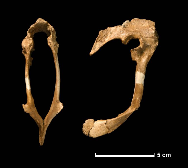 Hesperonychus