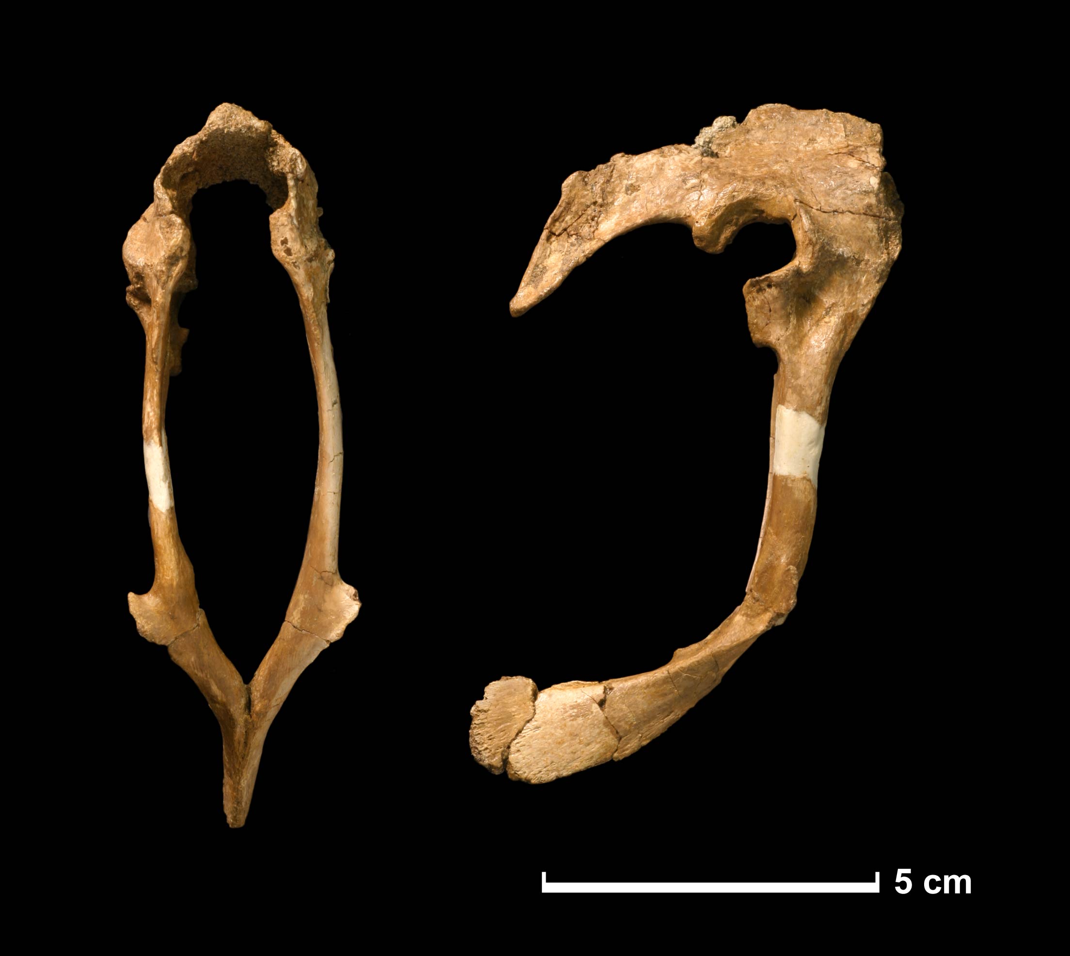Hesperonychus