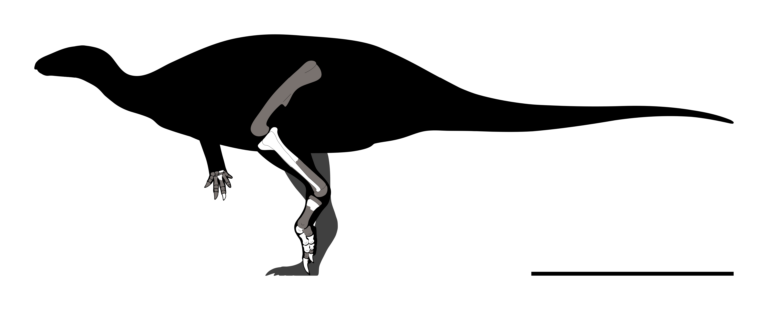 Hesperonyx