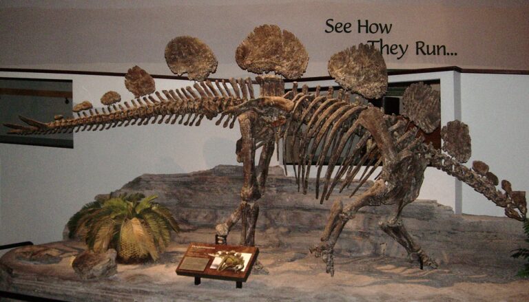 Hesperosaurus