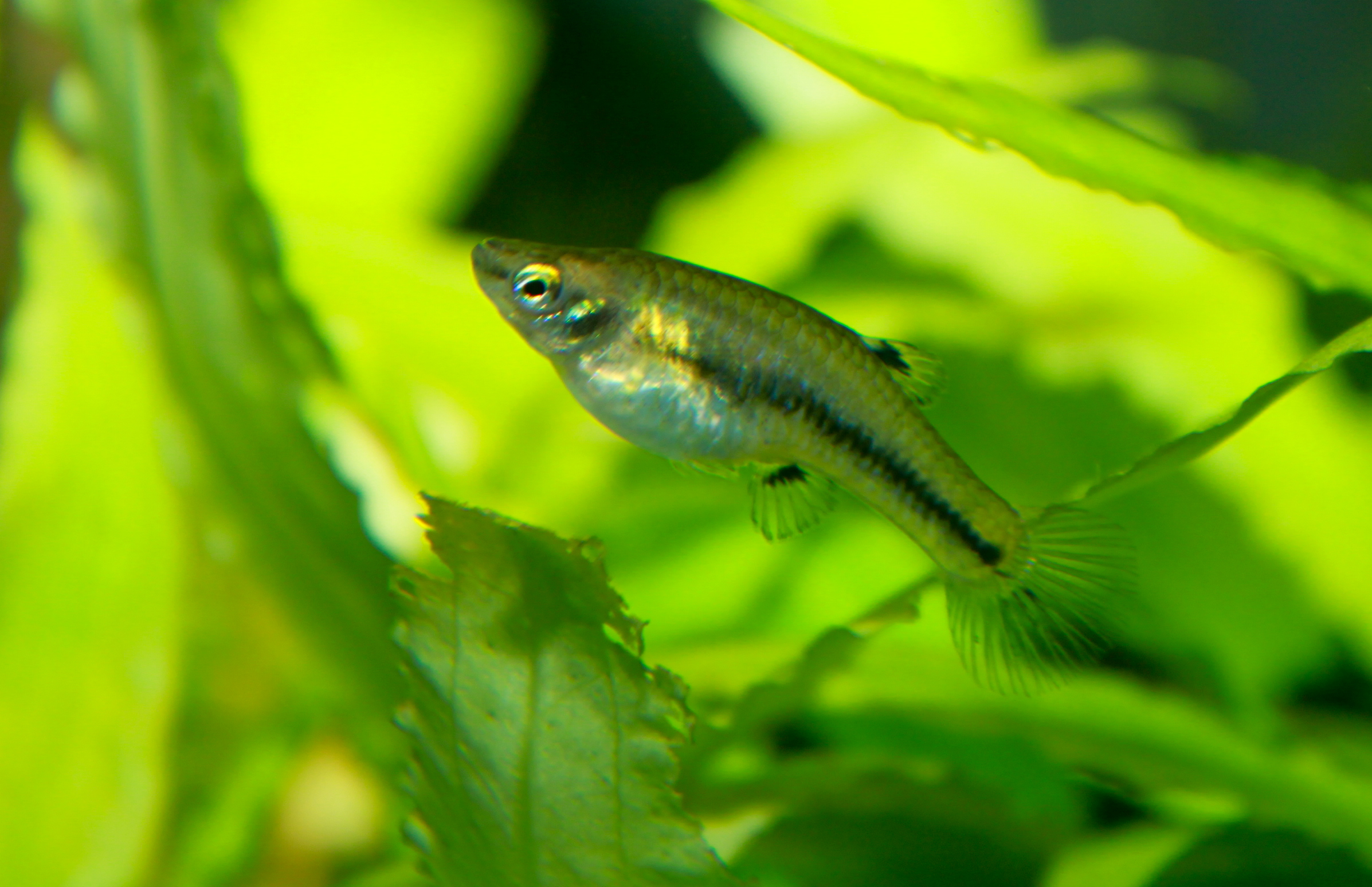 heterandrie trpasličí (Heterandria formosa)