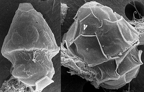 Heterocapsa rotundata Heterocapsa rotundata