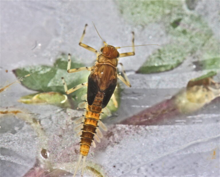 Heterocloeon amplum Heterocloeon amplum