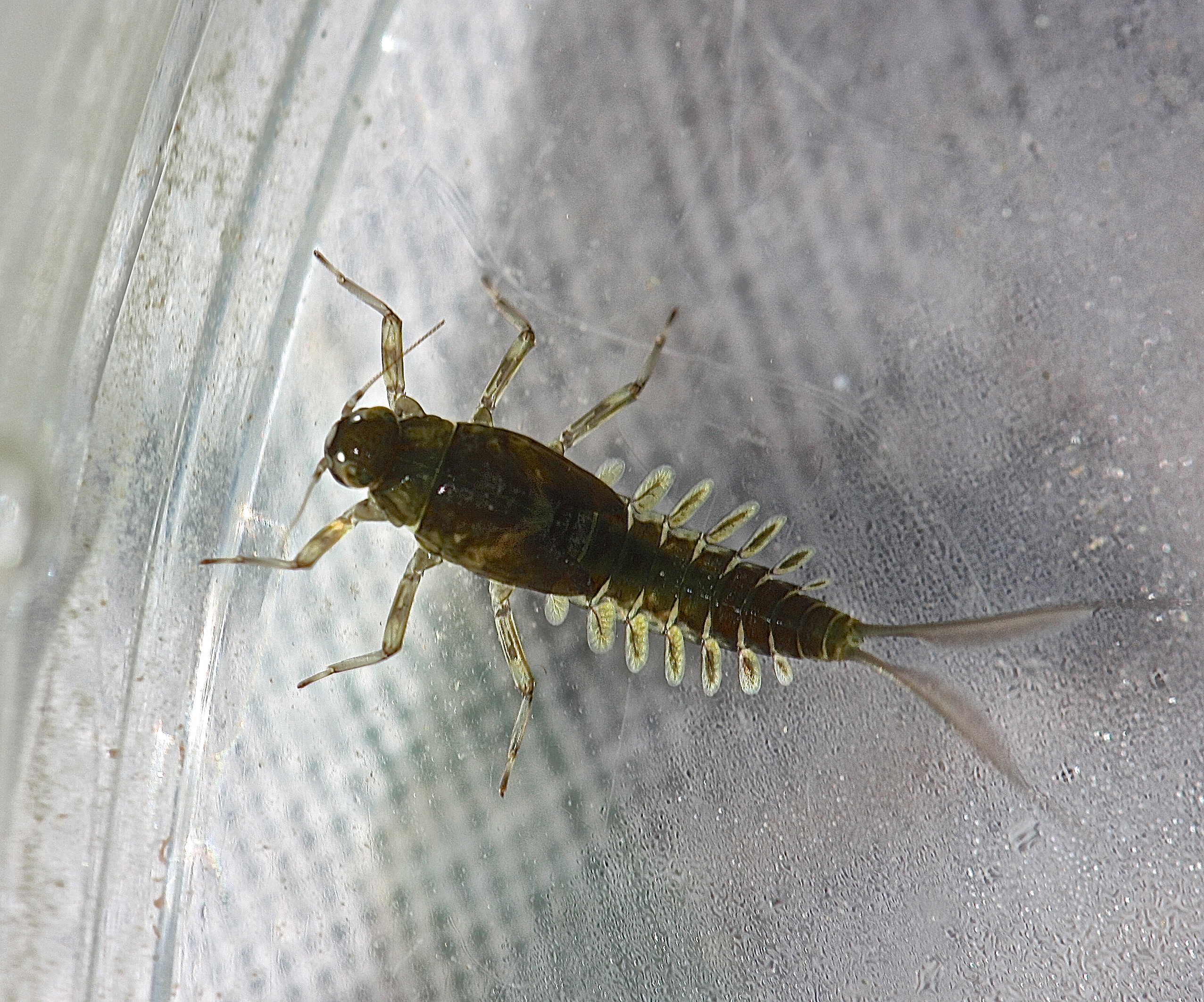 Heterocloeon curiosum