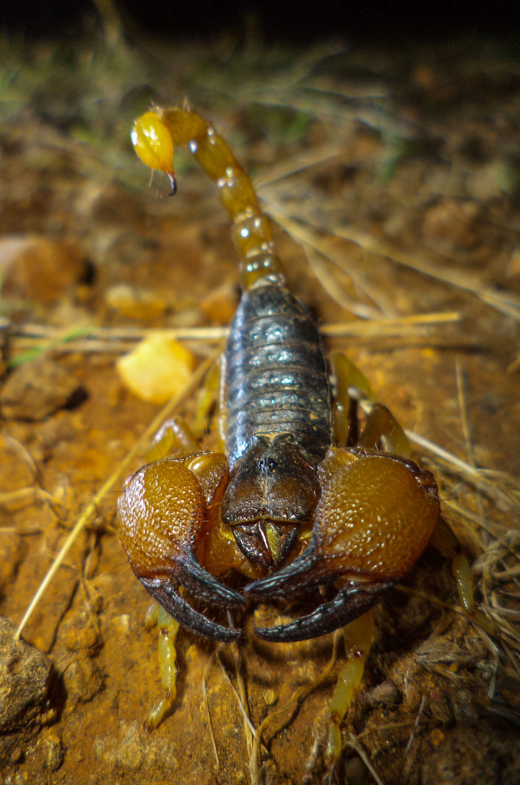 Heterometrus xanthopus