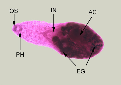 Heterophyes heterophyes