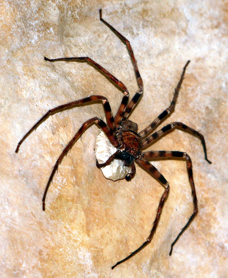 Heteropoda maxima (Heteropoda maxima)