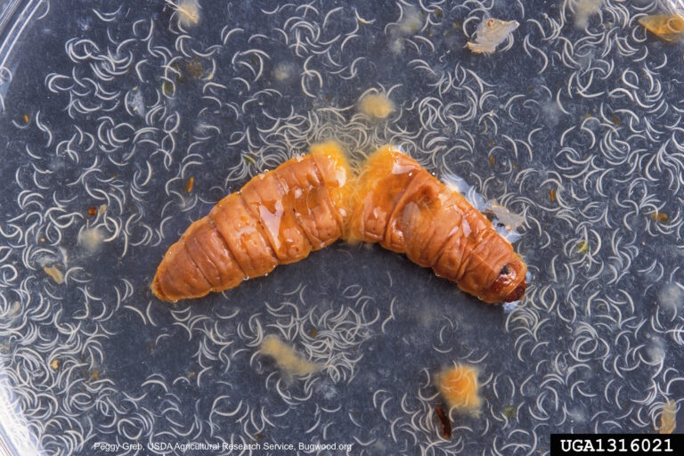 Heterorhabditis bacteriophora