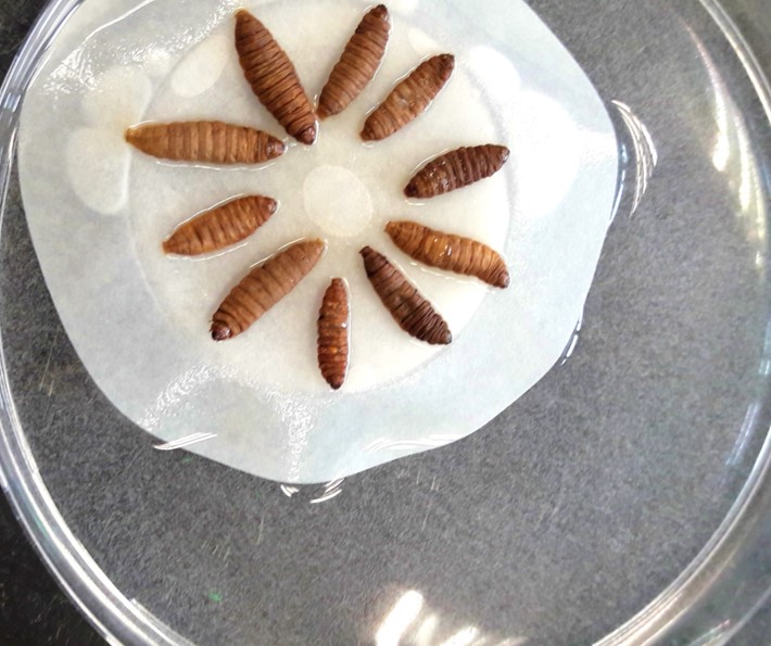 Heterorhabditis downesi
