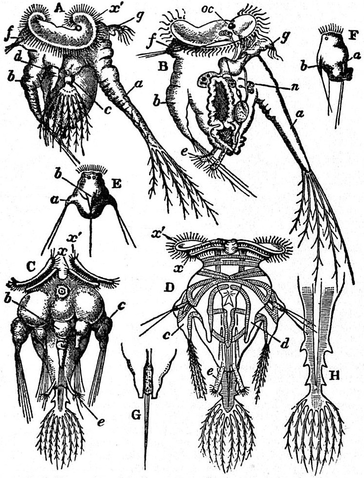 Hexarthra mira
