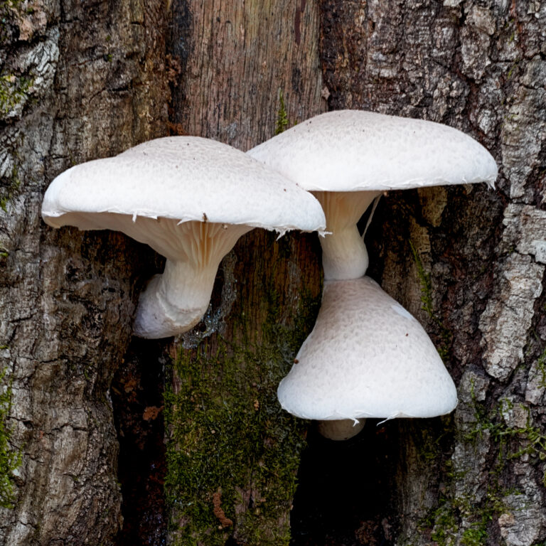 Hlíva dubová (Pleurotus dryinus)