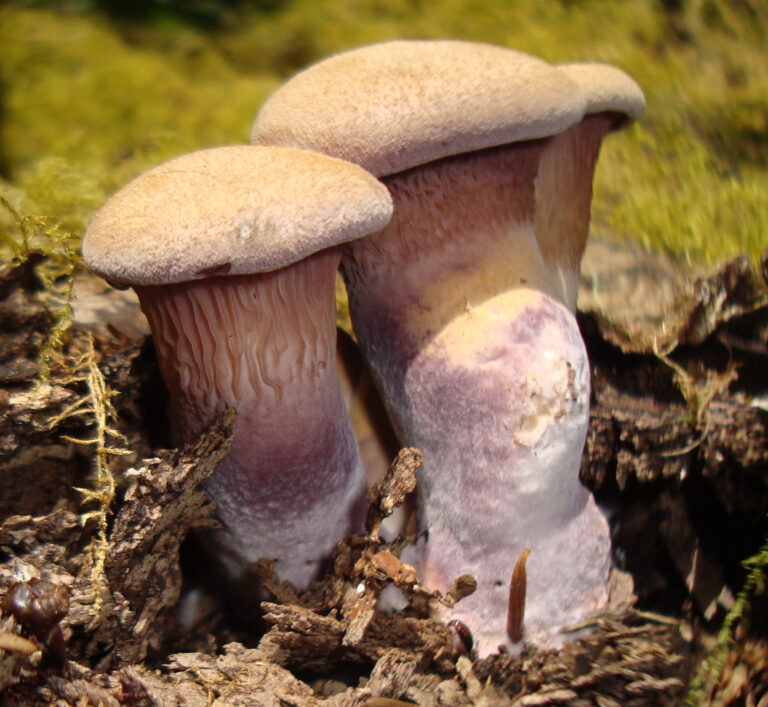 hlíva fialová (Panus conchatus)