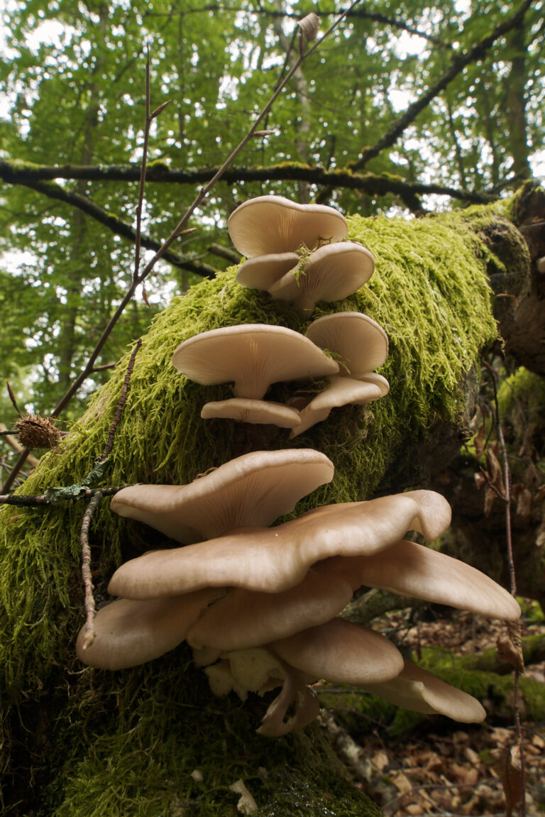 hlíva plicní (Pleurotus pulmonarius)