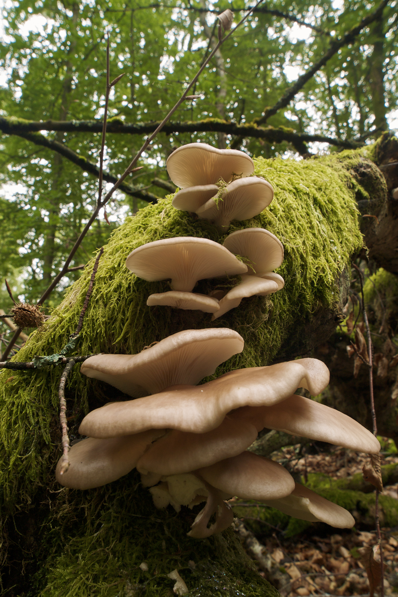 hlíva plicní (Pleurotus pulmonarius)