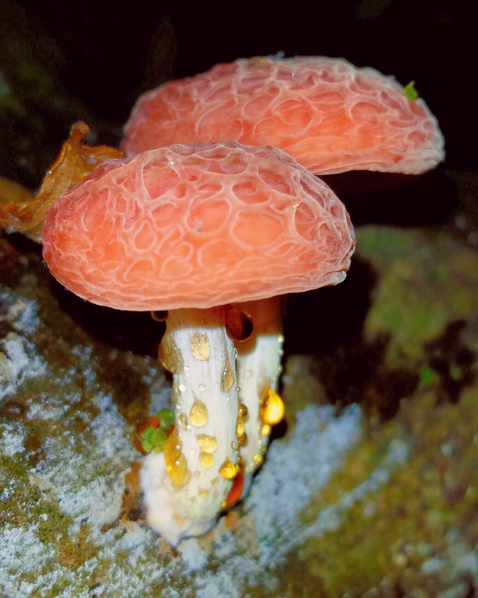 hlívovec ostnovýtrusý (Rhodotus palmatus)