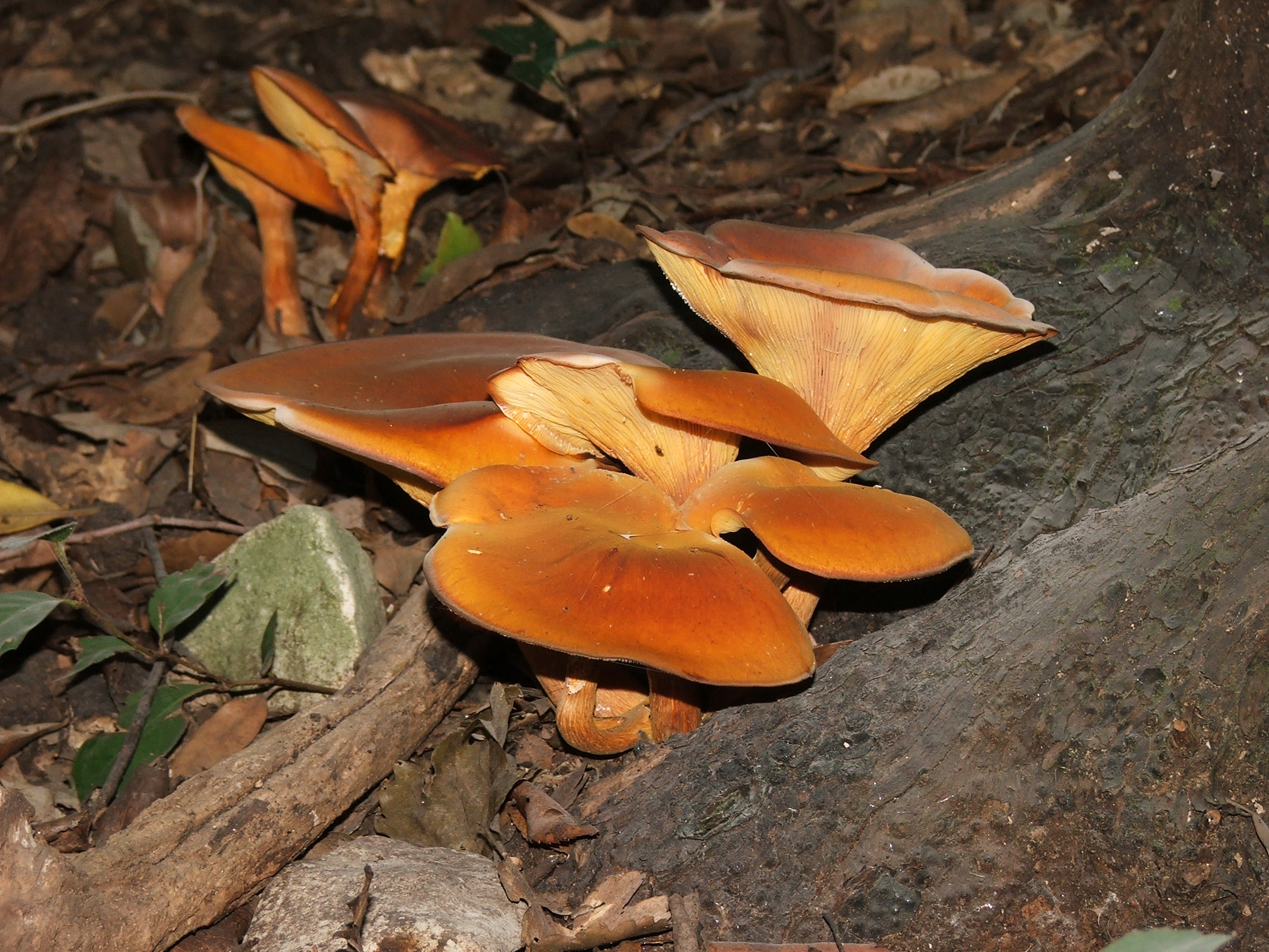 hlívovník olivový (Omphalotus olearius)