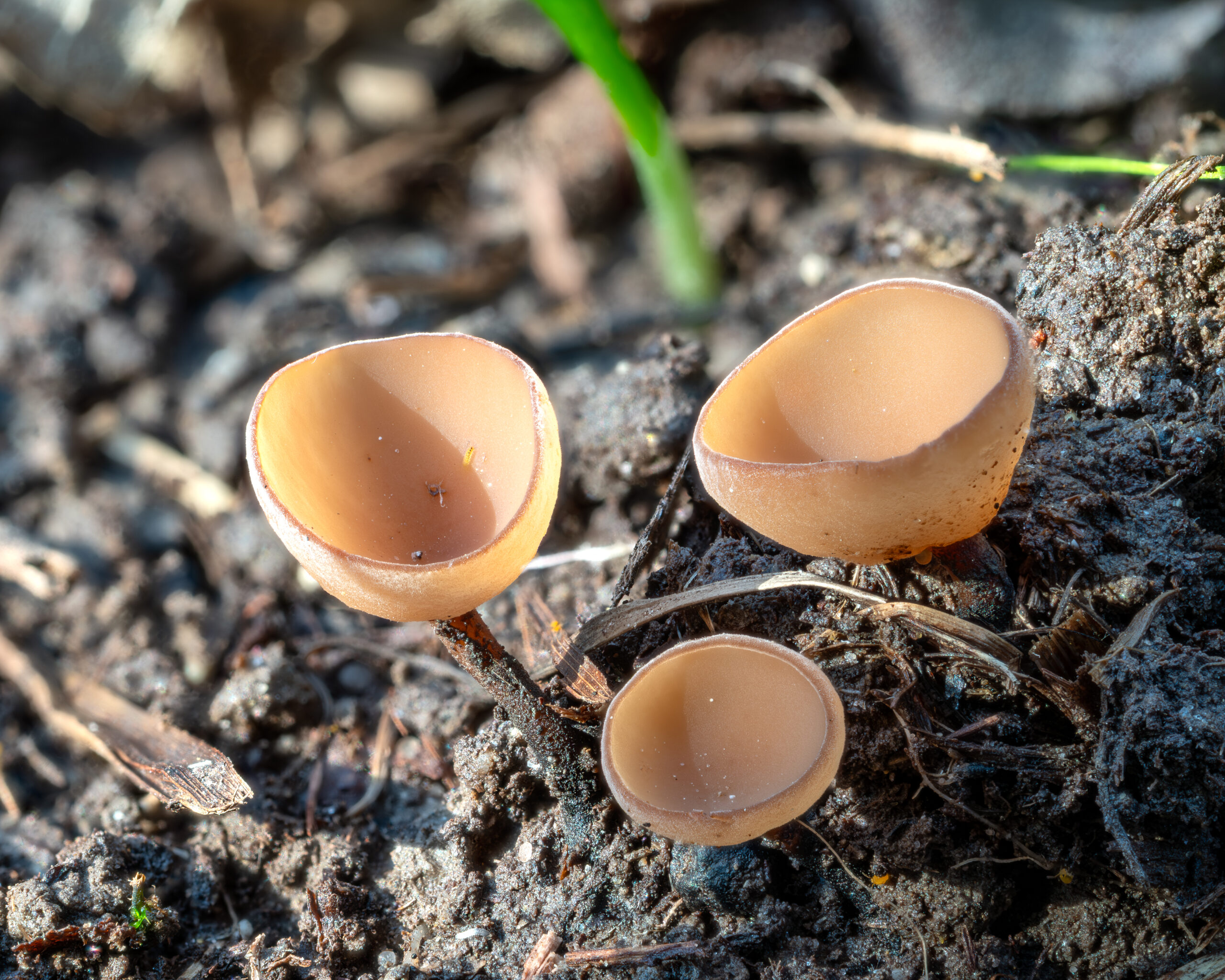 hlízenka sasanková (Dumontinia tuberosa)