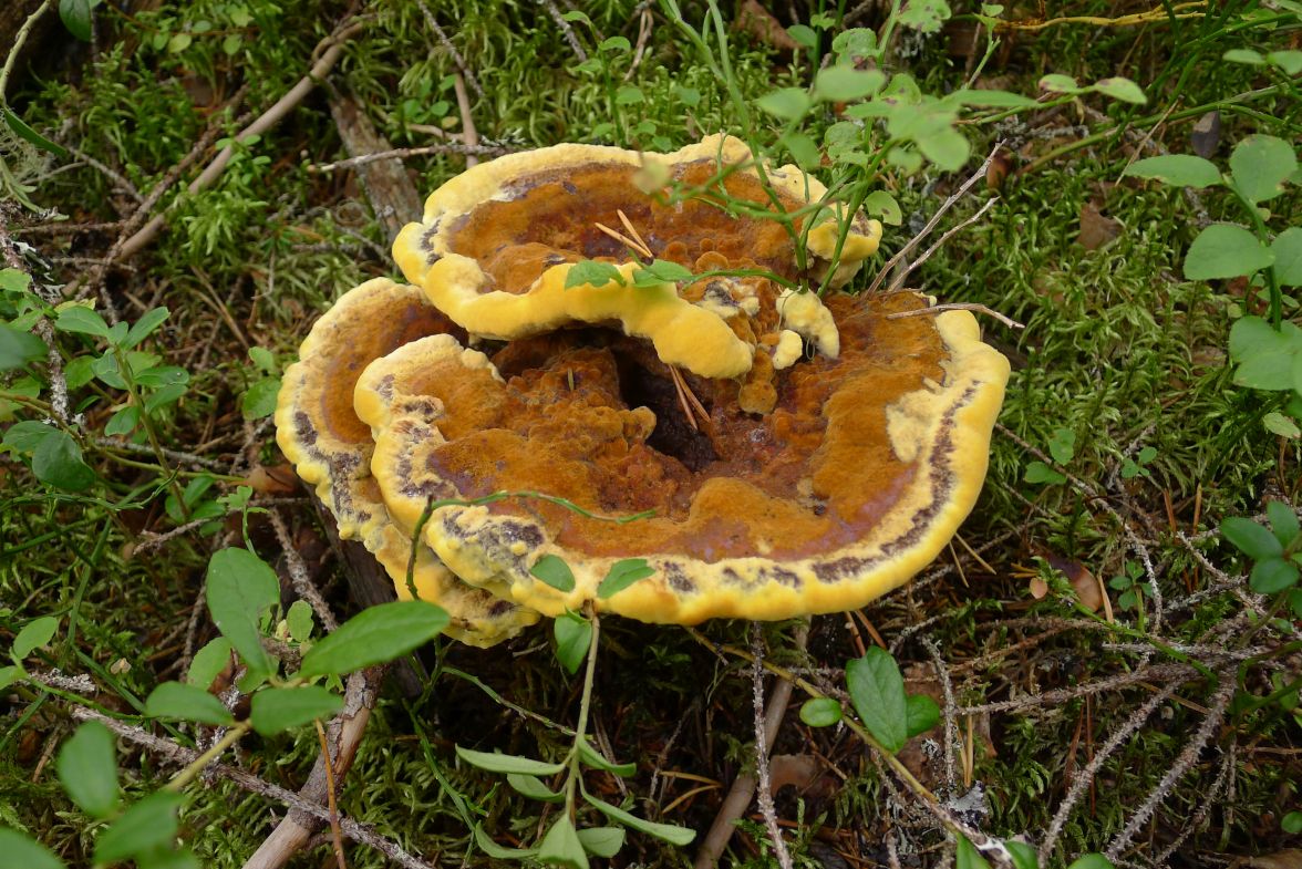 hnědák Schweinitzův (Phaeolus schweinitzii)