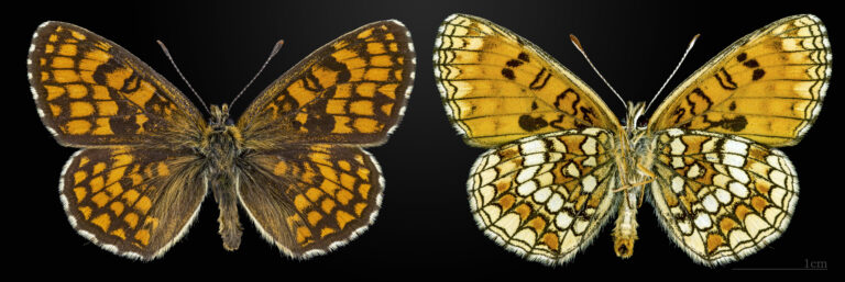 hnědásek jitrocelový (Melitaea athalia)