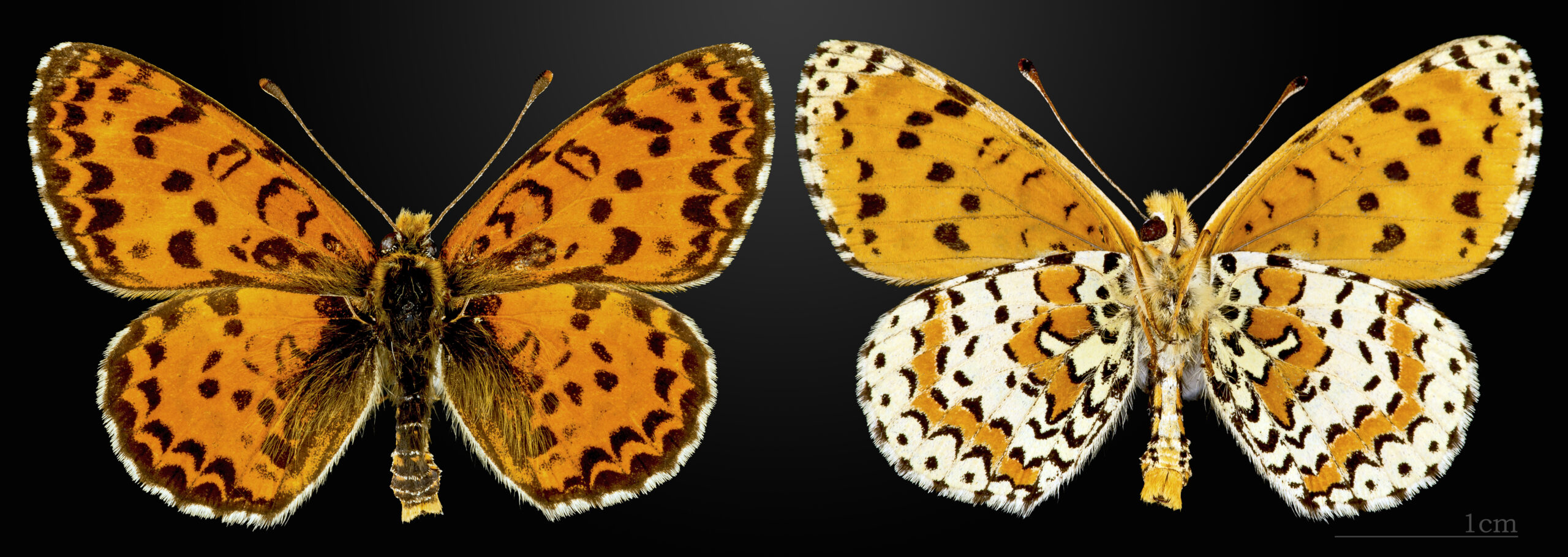 hnědásek květelový (Melitaea didyma)