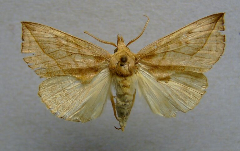 hnědopáska žluťuchová (Calyptra thalictri)