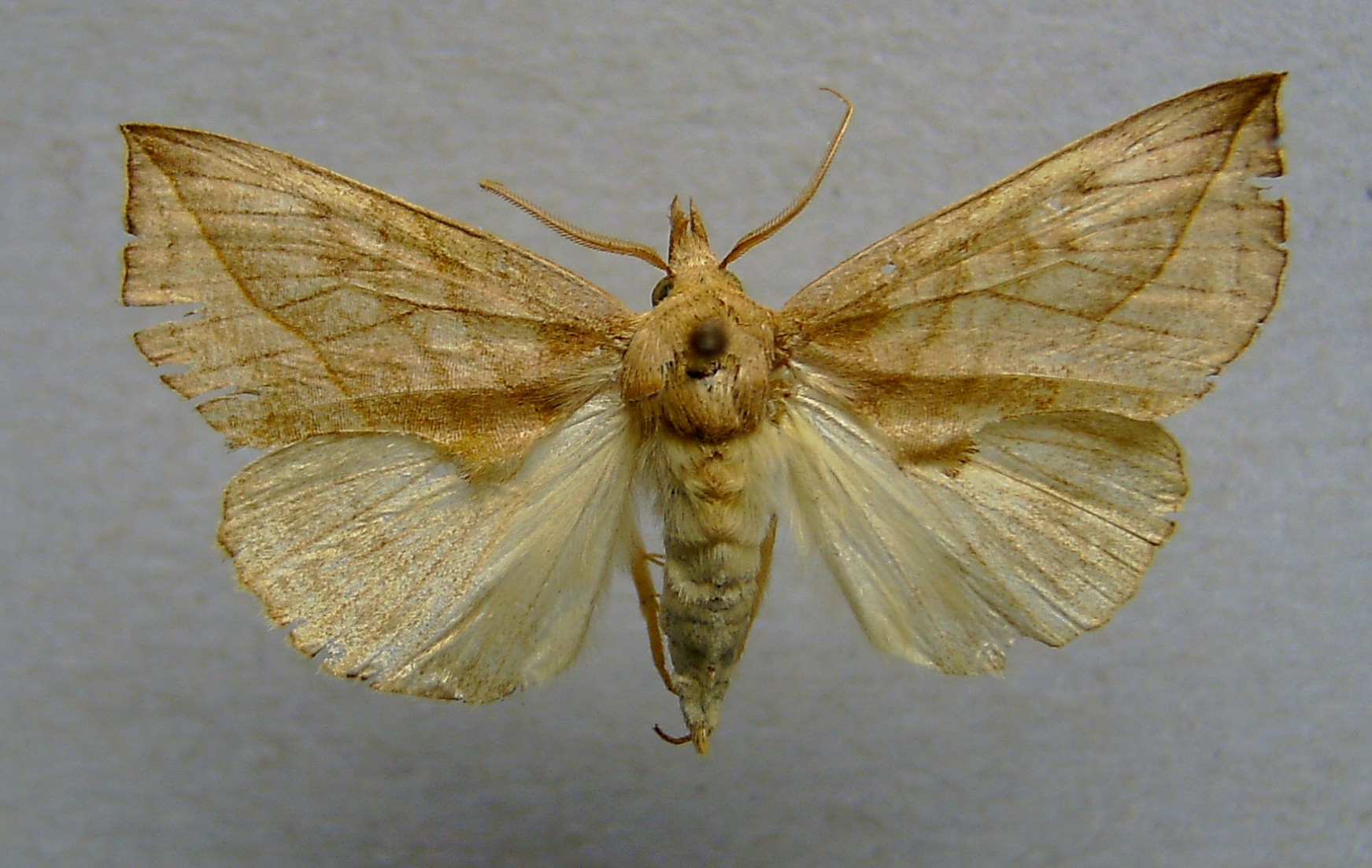 hnědopáska žluťuchová (Calyptra thalictri)