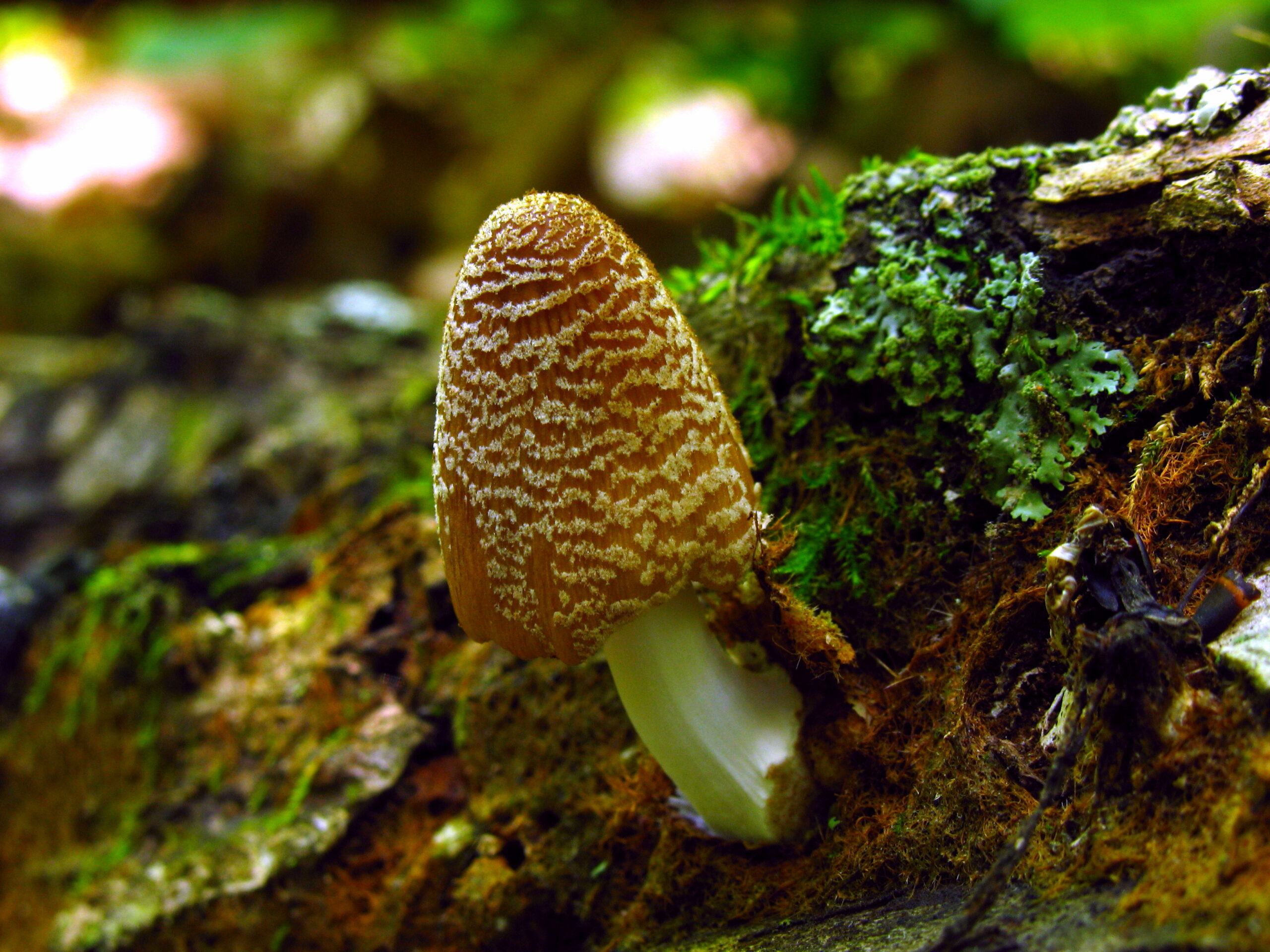 hnojník domácí (Coprinellus domesticus)