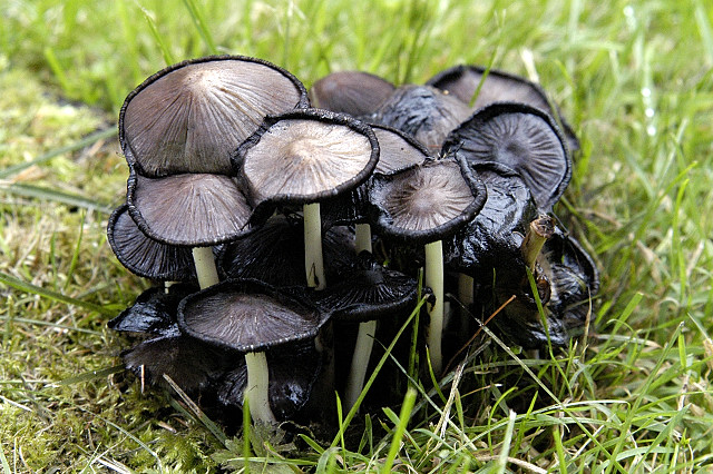 hnojník inkoustový (Coprinopsis atramentaria)