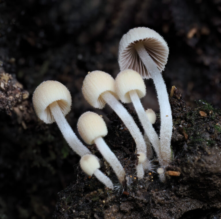 hnojník nasetý (Coprinellus disseminatus)