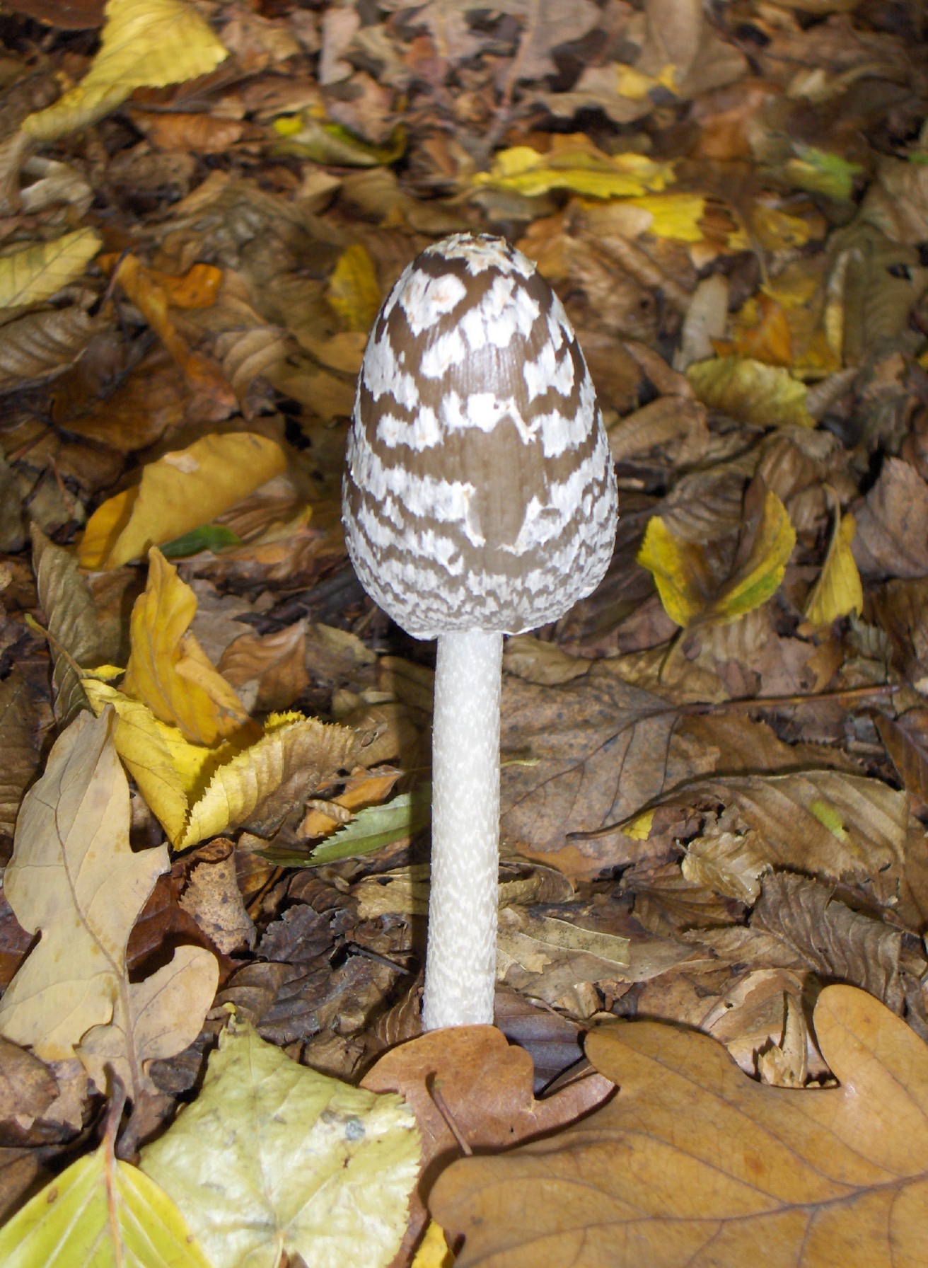hnojník strakatý (Coprinopsis picacea)