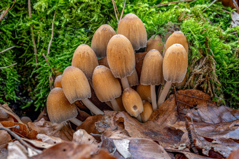 hnojník třpytivý (Coprinellus micaceus)