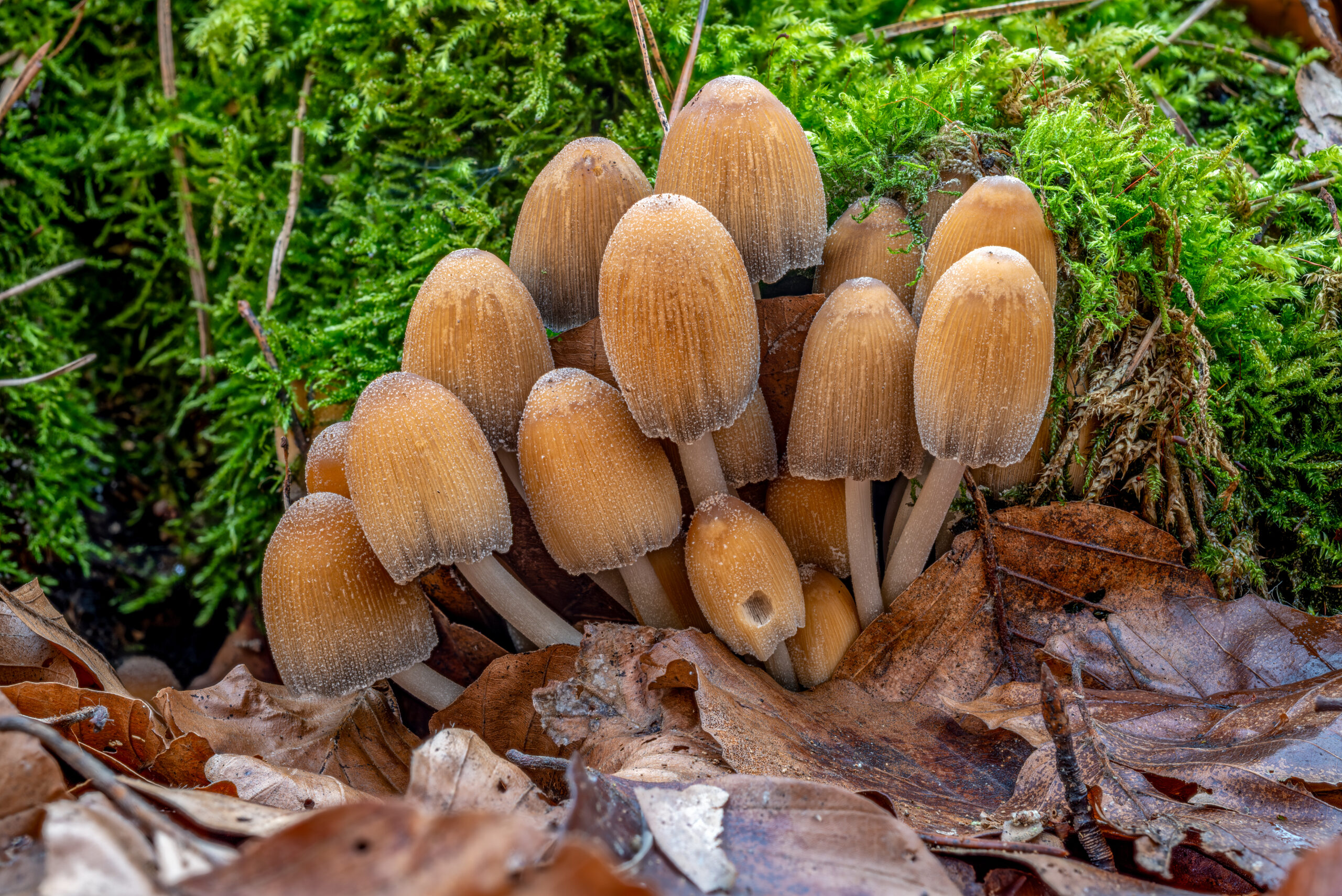 hnojník třpytivý (Coprinellus micaceus)
