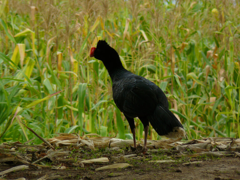 hoko amazonský (Mitu tuberosum)