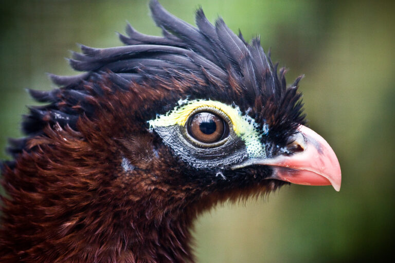 hoko noční (Nothocrax urumutum)