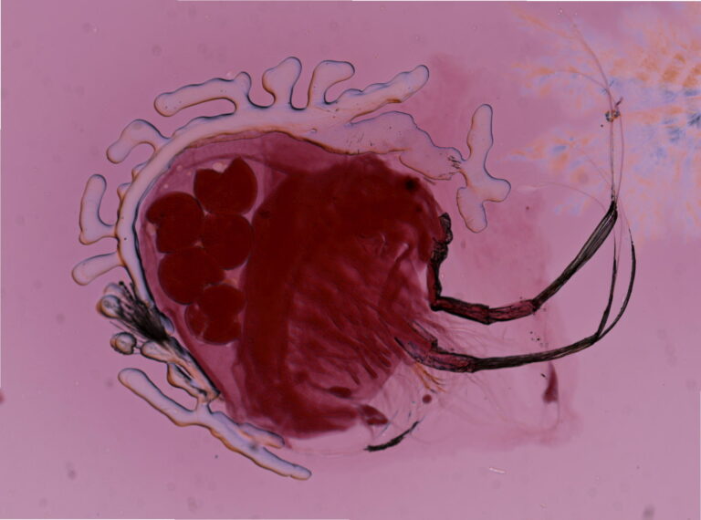 Holopedium gibberum