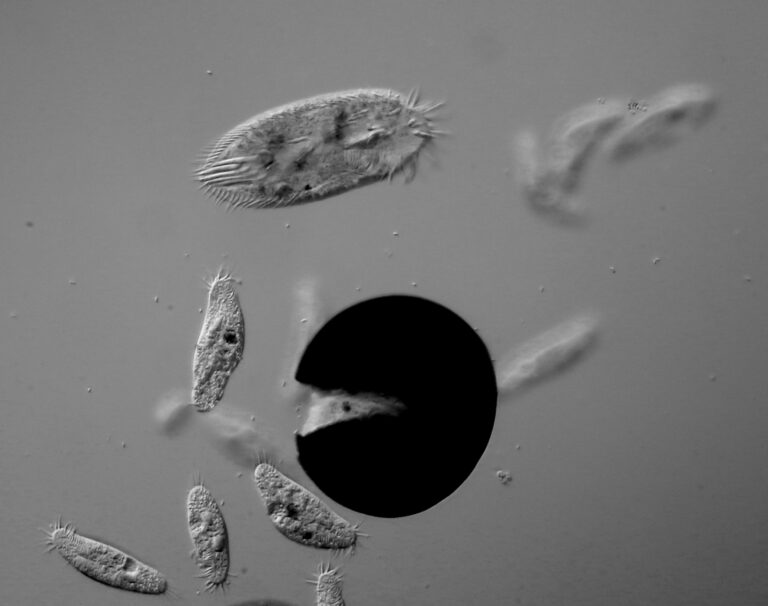 Holosticha pullaster